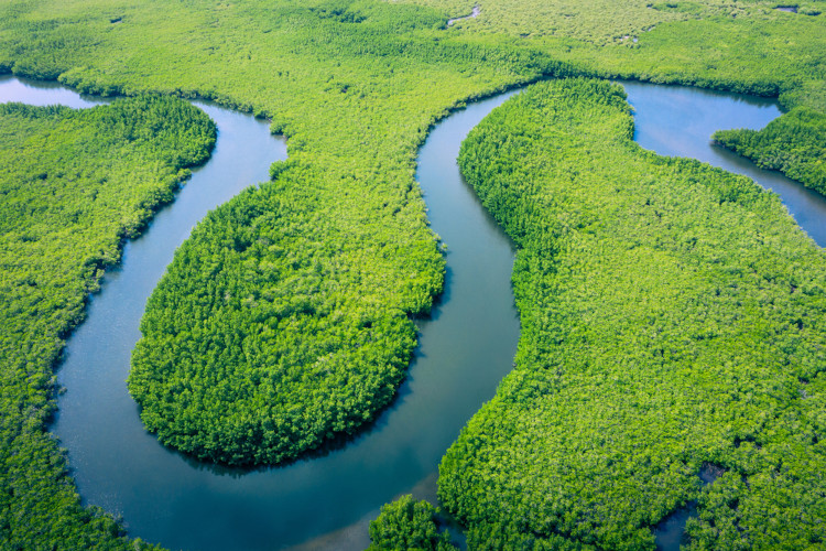 Vista aérea da Floresta Amazônica no Brasil.
