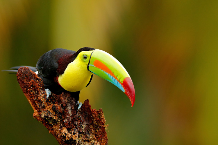 Tucano-bico-de-arco-íris em galho