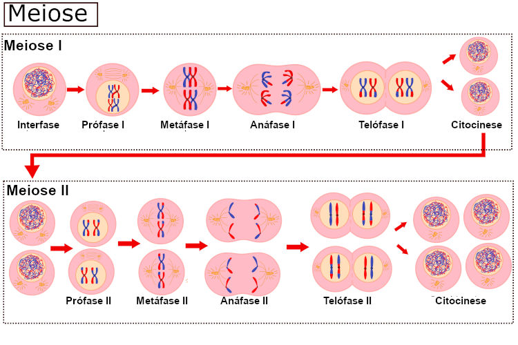 Fases da meiose.