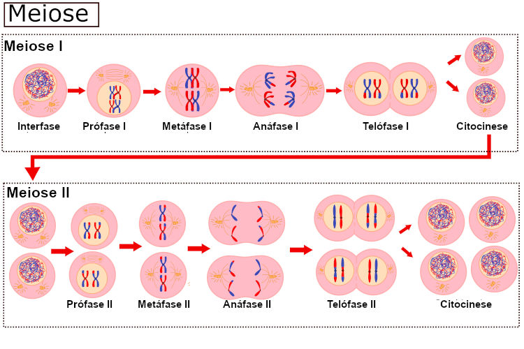 Meiose O Que Fases Resumo Completo E Ilustrado Meiose E Mitose The