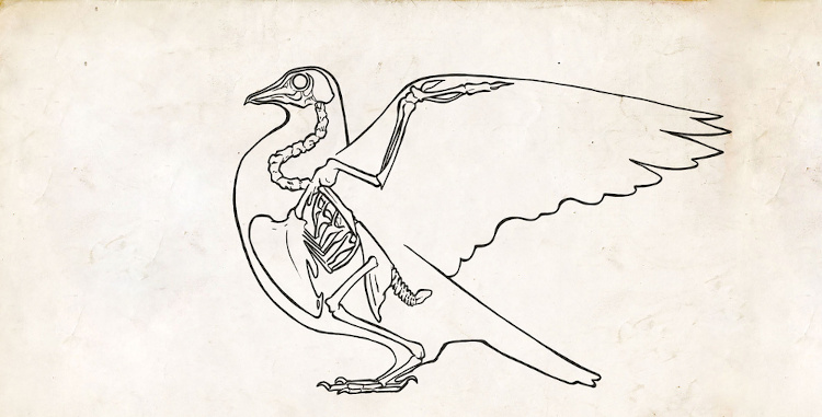  Ilustração da anatomia de um pássaro