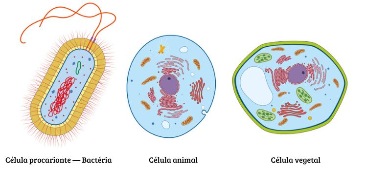  Diferença entre bactérias, células animais e células vegetais