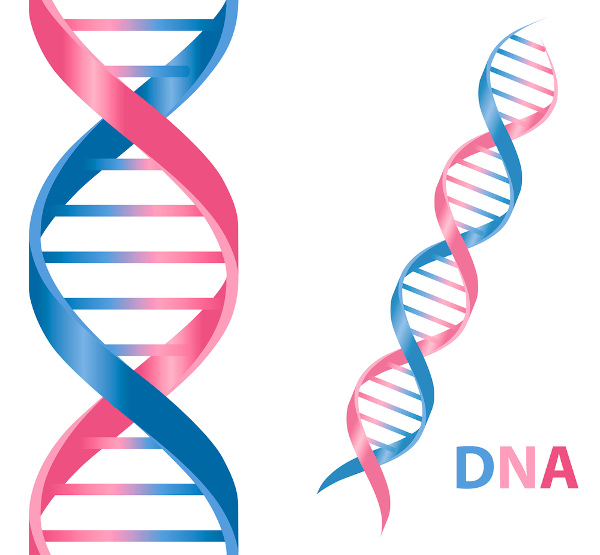 Estrutura de dupla-hélice do DNA.