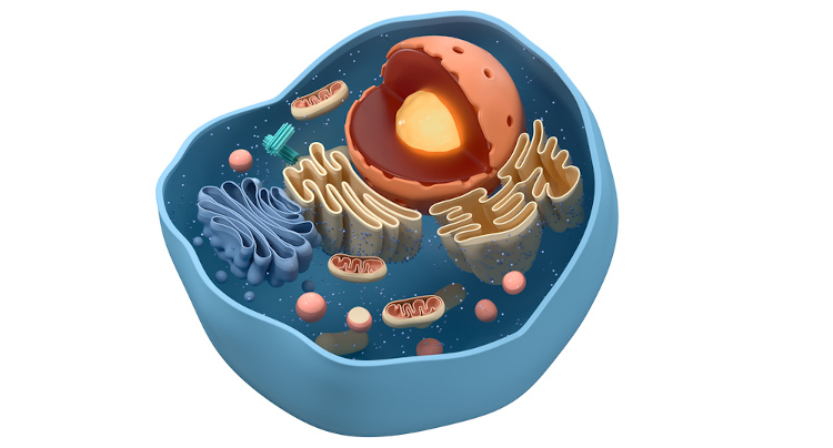 Estrutura da célula eucarionte animal, com núcleo, organelas e membrana plasmática.