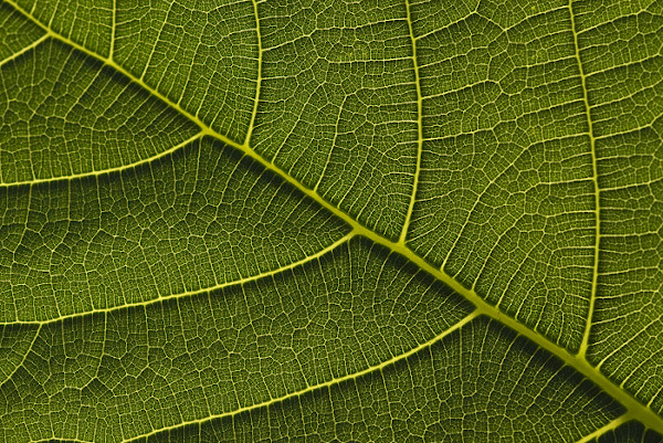  Vista aproximada de uma folha com presença de fractais.