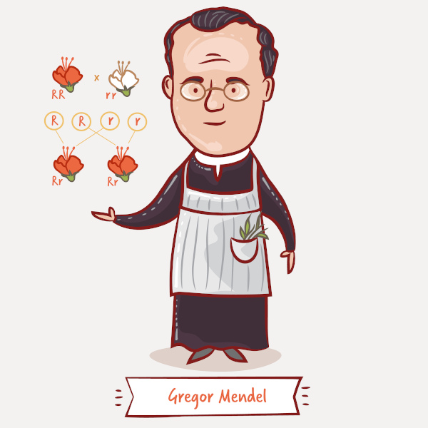 Gregor Mendel e seu experimento com plantas de ervilha