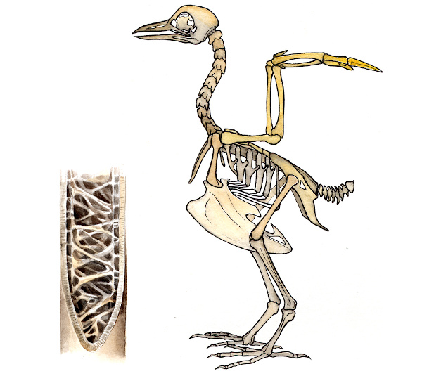 Ilustração dos ossos das aves, que são ocos e, portanto, facilitam o voo.
