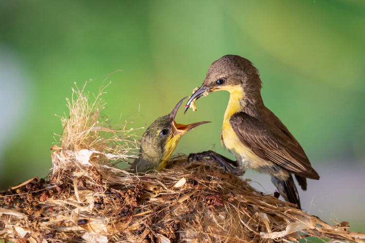 Pássaro alimentando filhote em ninho.