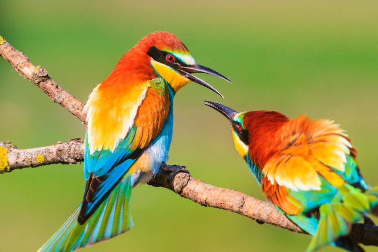Pássaros coloridos flertando sobre galho