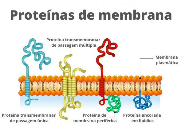 Esquema ilustrativo mostra as proteínas da membrana plasmática.