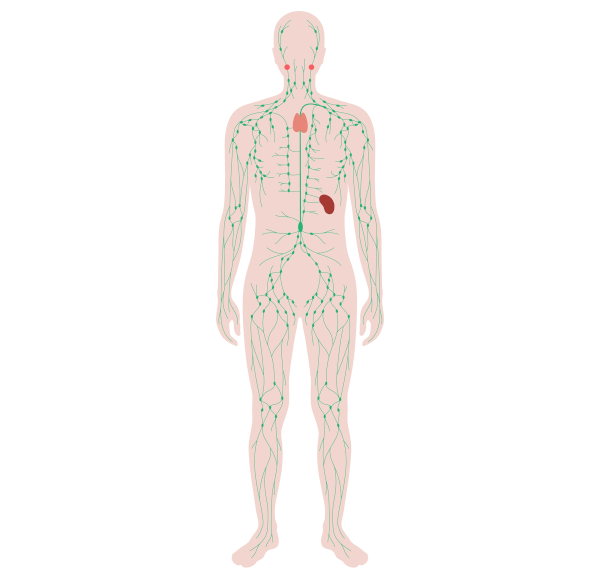 Esquema ilustrativo dos componentes do sistema linfático.