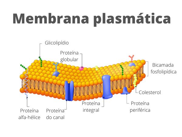 Estrutura da membrana plasmática.