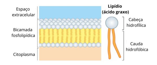 Esquema ilustrativo dos fosfolipídios da membrana plasmática
