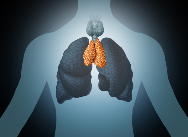 Localização do timo no corpo humano: entre os pulmões e logo abaixo da traqueia.