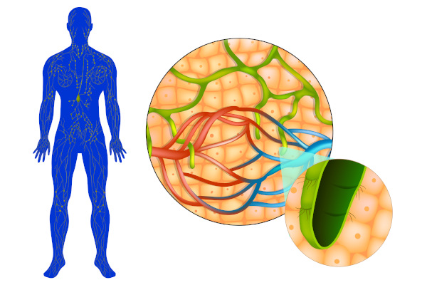 Esquema ilustrativo do sistema linfático humano, com destaque para os capilares linfáticos.