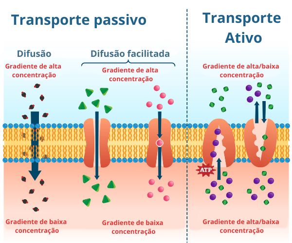 Esquema ilustrativo mostra os tipos de transporte que podem ocorrer na membrana plasmática.