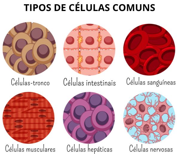 Representação de diferentes tipos e formatos de células.