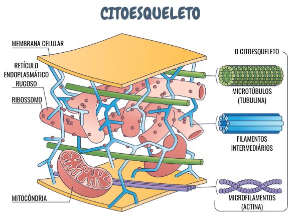 Esquema ilustrativo da estrutura do citoesqueleto.