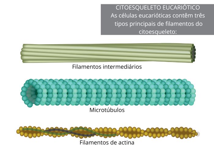 Tipos de citoesqueleto de células eucarióticas: filamentos intermediários, microtúbulos e microfilamentos.