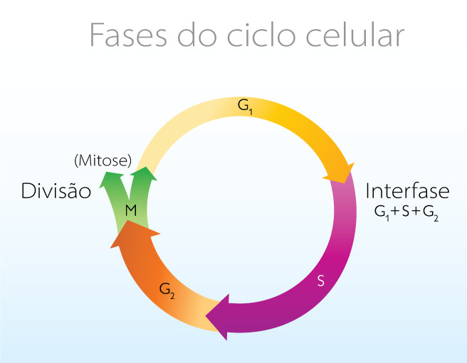  Fases do ciclo celular.