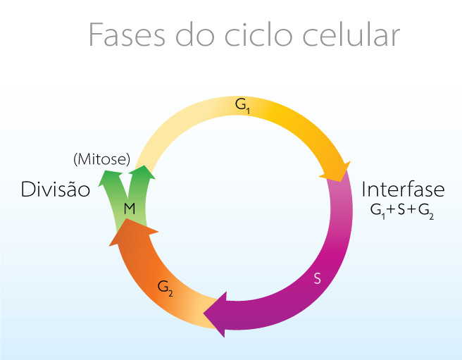 Ciclo celular: definição, fases e controle - Brasil Escola