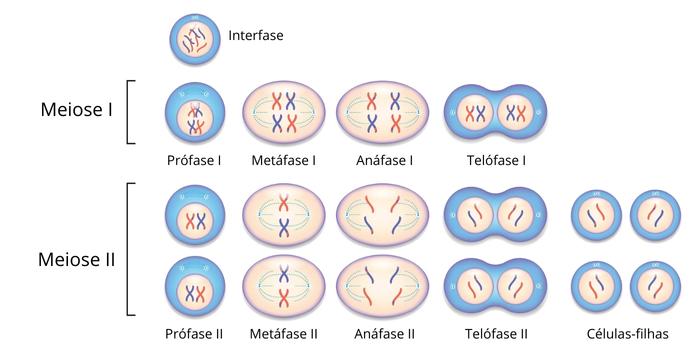  Ilustração mostrando as fases da meiose.