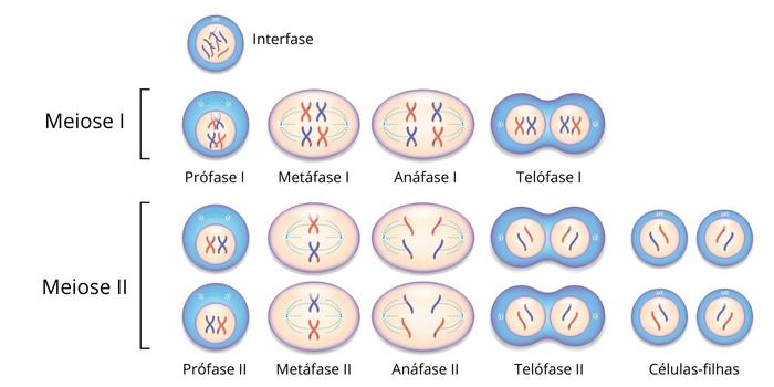 Divisão Celular - Algo Sobre