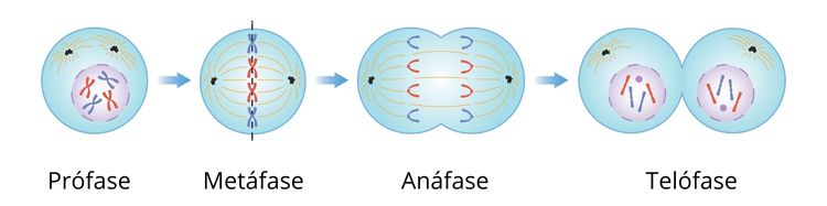 DIVISÃO CELULAR: MITOSE 