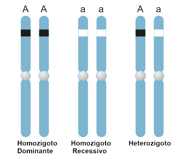 Representação de alelos dominantes e recessivos em indivíduos homozigotos e heterozigotos.
