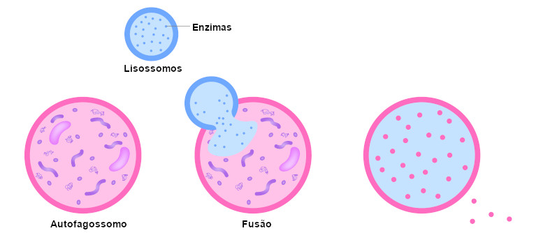 Ilustração do processo de autofagia realizado pelos lisossomos.