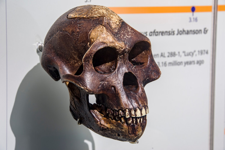 Réplica de Australopithecus afarensis baseando-se no fóssil de Lucy. [1]