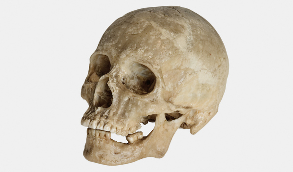 Crânio do Homo Sapiens