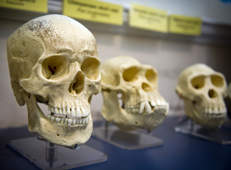 Crânios de espécies diferentes de hominídeos mostrando a evolução desse grupo.