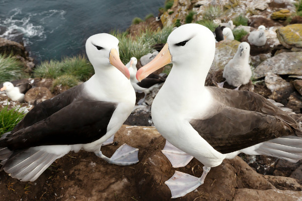 Dois albatrozes pousados sobre pedras em região marítima.