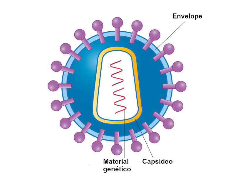 Ilustração da estrutura de um vírus.
