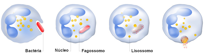 Ilustração da participação dos lisossomos no processo de fagocitose.
