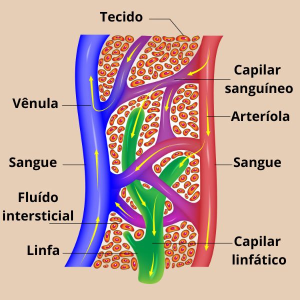 Vasos capilares, por onde circula o sangue, e vasos linfáticos, por onde a linfa circula no corpo.