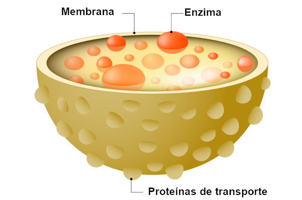 Ilustração da estrutura de um lisossomo.