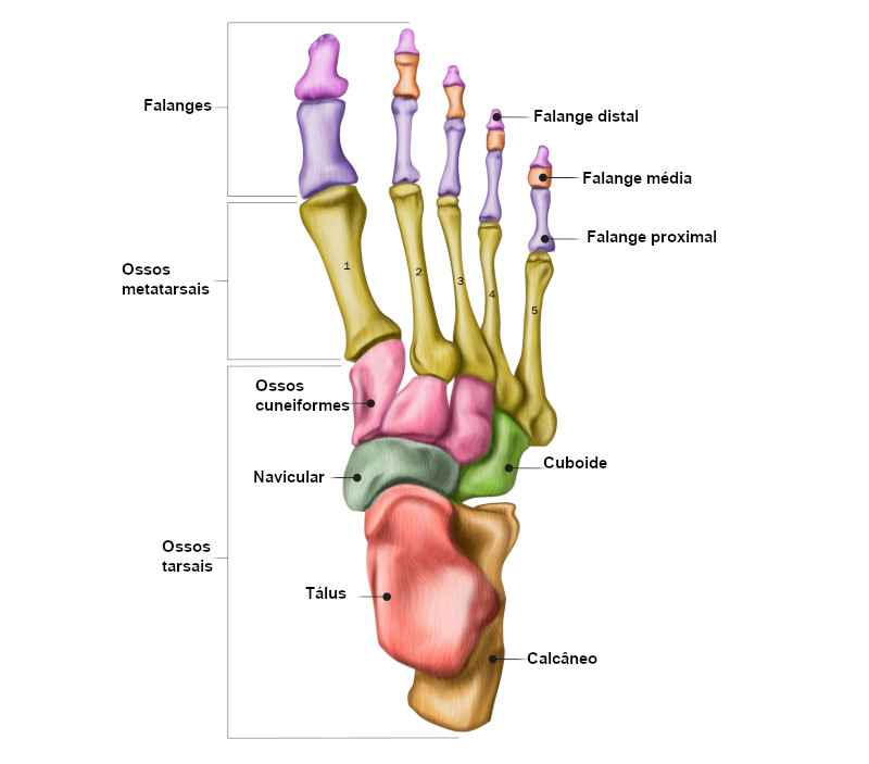 Nomes das partes e ossos que formam o pé.