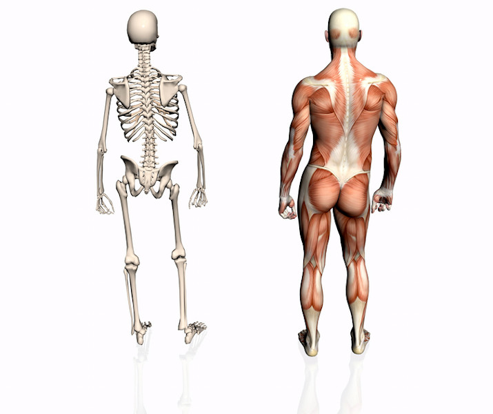 Esquema ilustrativo do sistema esquelético e muscular.