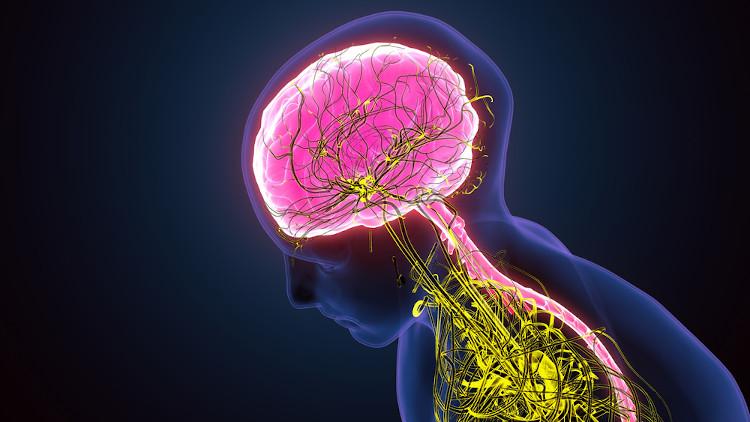 Esquema ilustrativo traz parte do sistema nervoso, com foco no cérebro.