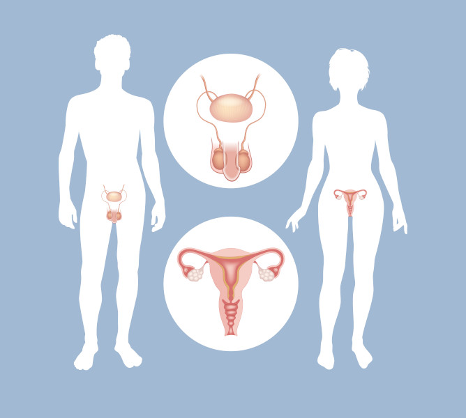 Órgãos do sistema reprodutor feminino e masculino.