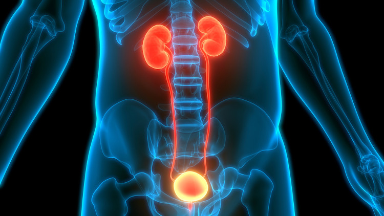 Esquema ilustrativo do sistema urinário
