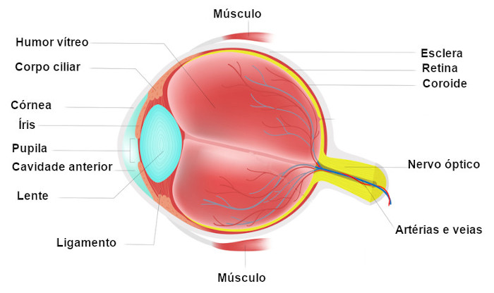Ilustração das partes do olho humano.