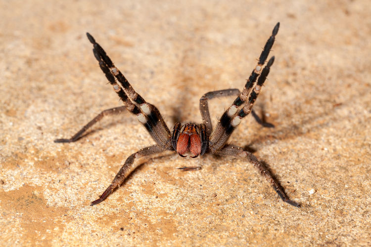 Aranha-armadeira com as patas dianteiras levantadas.