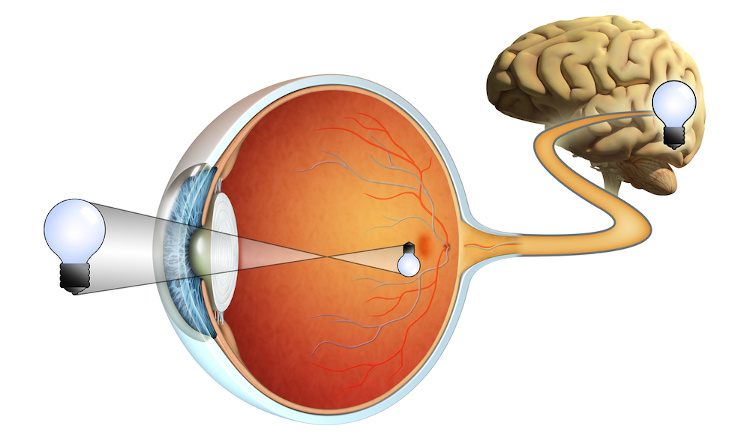 Ilustração da imagem no interior do olho humano e do cérebro convertendo-a para a posição correta.
