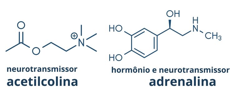 Molécula química da acetilcolina (neurotransmissor) e da adrenalina (hormônio e neurotransmissor).