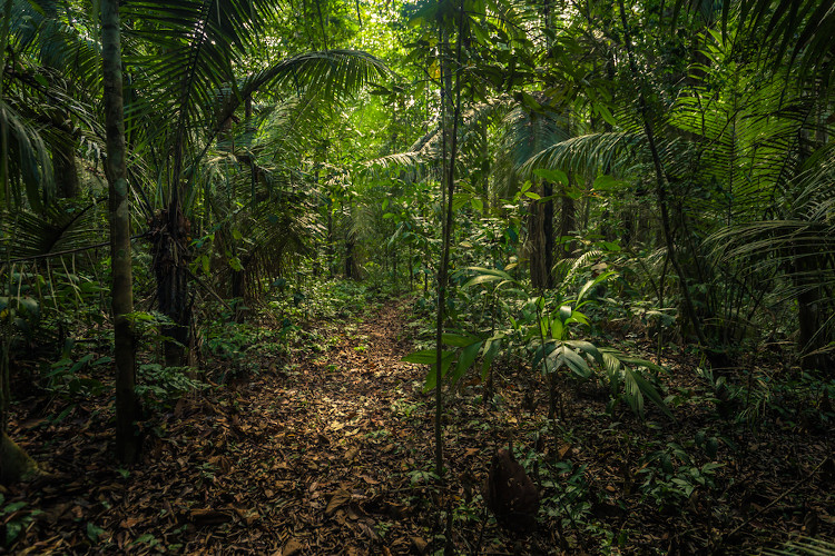Parte da Floresta Amazônica no Parque Nacional de Manu, no Peru.
