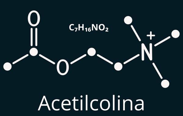Fórmula molecular e molécula química da acetilcolina.
