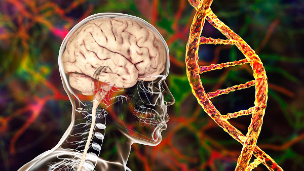 Ilustração 3D do cérebro humano e, ao lado, uma cadeia de DNA.